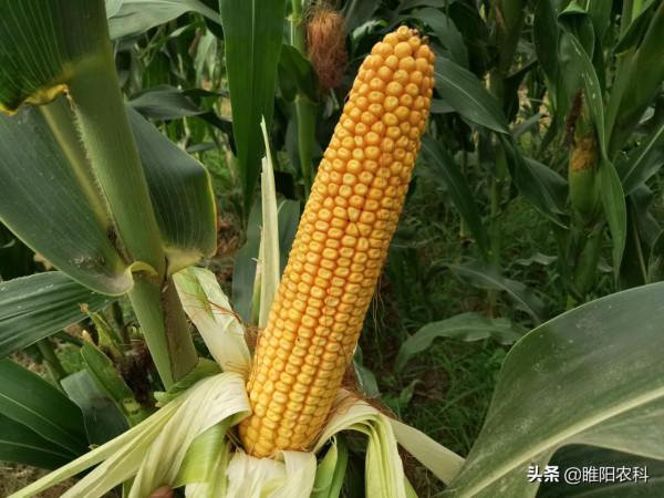 我國唯一一個抗玉米螟的品種,畝產可達2500斤,適宜哪裡種植 我國唯一一個抗玉米螟的品種,畝產可達2500斤,適宜哪裡種植