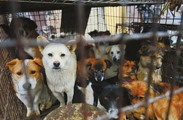 狗狗被關進屠宰場之後,為什麼不敢逃跑呢?原來狗販子這麼殘忍 狗狗被關進屠宰場之後,為什麼不敢逃跑呢?原來狗販子這麼殘忍