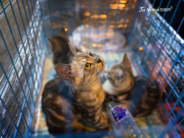 這裡的夜市能擼貓!啤酒 美食 擼貓一個都不能少 長春桂林路夜市 這裡的夜市能擼貓!啤酒 美食 擼貓一個都不能少 長春桂林路夜市