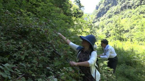 鎮雄美味 野生草莓 烏泡兒