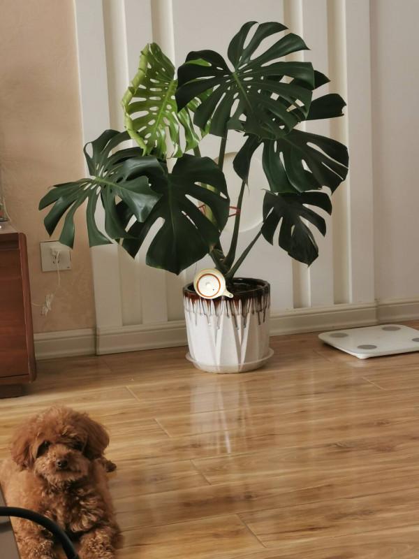 16種喜&OpenCurlyDoubleQuote;陰&rdquo;花，適合養在&OpenCurlyDoubleQuote;光照少&rdquo;的地方，光太強反而長不好