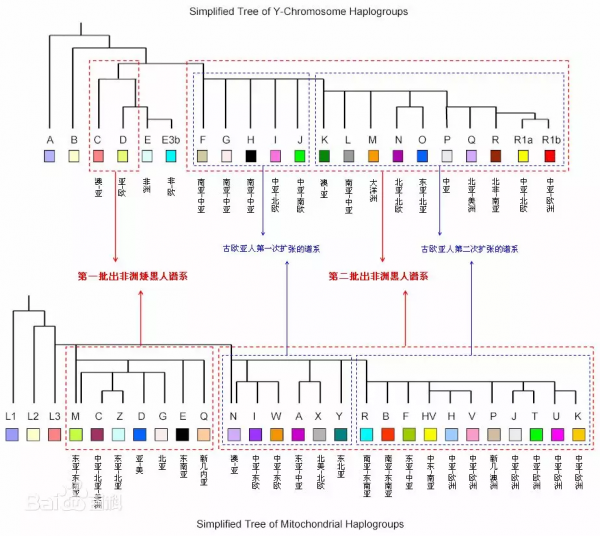 我們是北京猿人的後代嗎？我們可以從人類基因圖譜中找到答案
