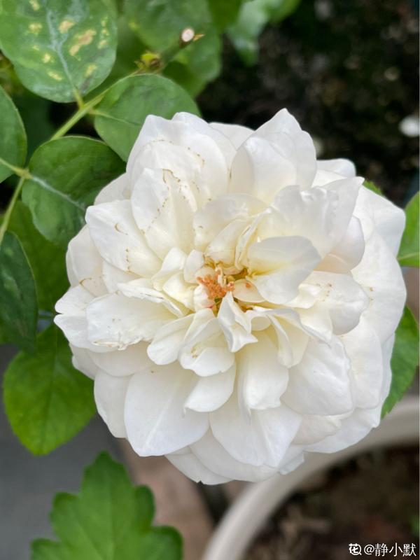 我不喜歡的4種花,養了之後才知道,缺點多於優點 我不喜歡的4種花,養了之後才知道,缺點多於優點