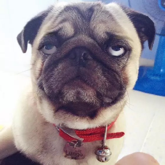 能不能別瞎減肥？有效減肥PK無效，有人秒變型男，有人卻又老又醜