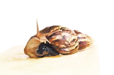 蝸牛黏液 促進面板傷口癒合 蝸牛黏液 促進面板傷口癒合