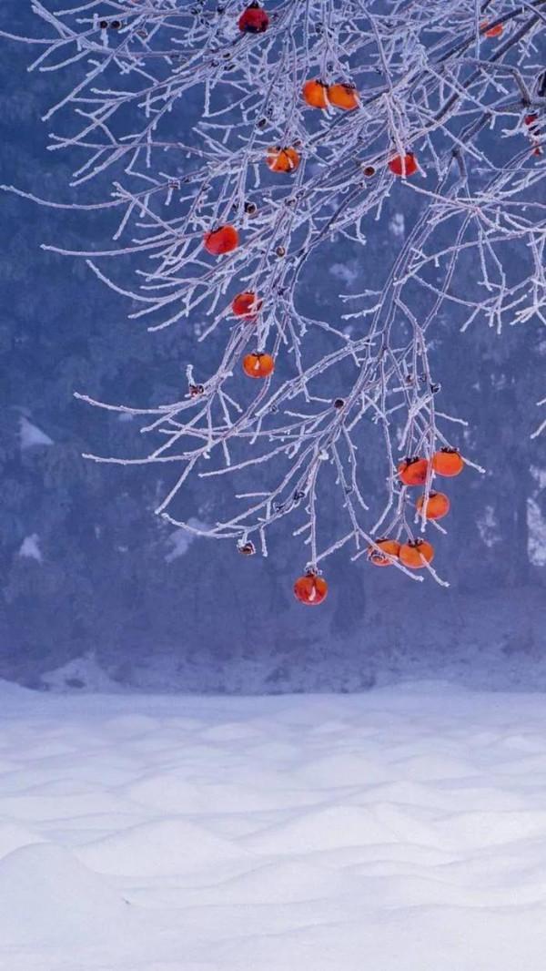 散文：冬寒向暖，願有一杯清茶相伴