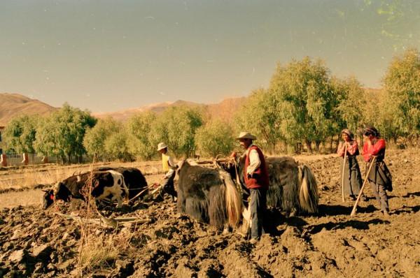 趙有強:西藏,西藏,20年念念不忘 趙有強:西藏,西藏,20年念念不忘