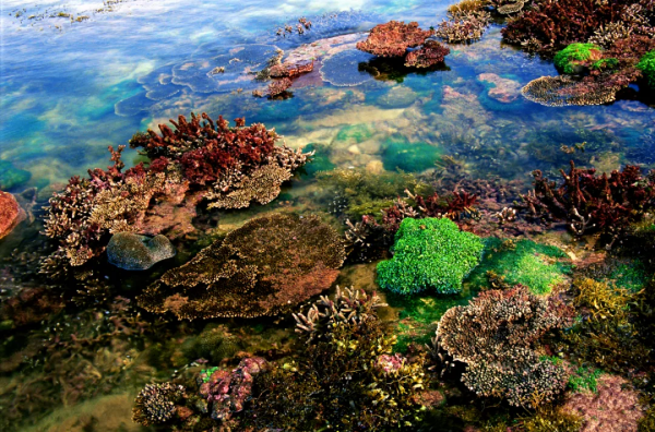 大海中的貴族，珊瑚中的翹楚