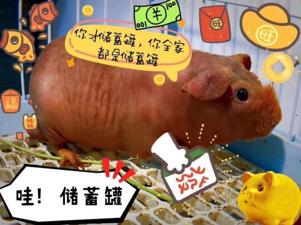 暗夜黑和少女粉的有機結合