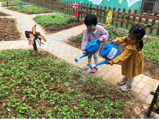 幸福花園幼兒園開展了“親近自然，快樂收菜”活動