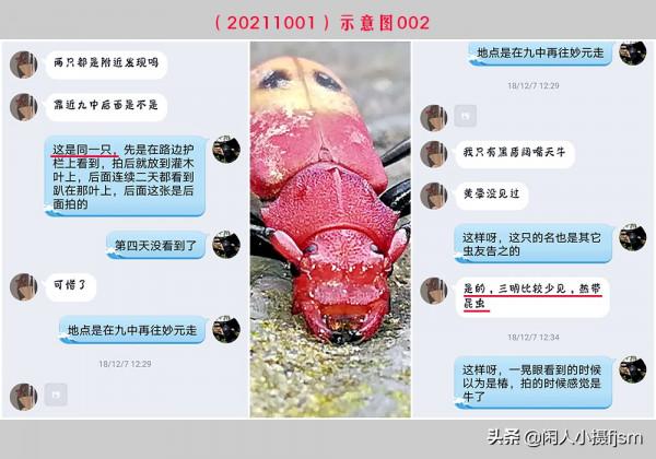 手機昆蟲攝影:天牛,拍攝技巧分享,你見過這幾種天牛嗎? 手機昆蟲攝影:天牛,拍攝技巧分享,你見過這幾種天牛嗎?