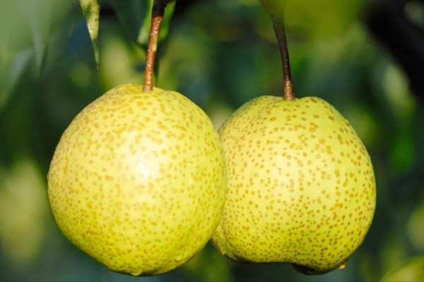 全國哪的梨最好吃?經過評選,這6個地方比較出名,有你家鄉嗎? 全國哪的梨最好吃?經過評選,這6個地方比較出名,有你家鄉嗎?