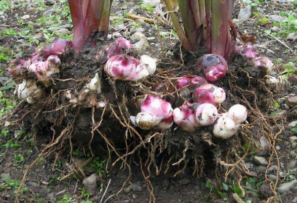 人稱“狀元薯”,曾被廣泛種,能充飢也是做味精原料,如今少人識 人稱“狀元薯”,曾被廣泛種,能充飢也是做味精原料,如今少人識