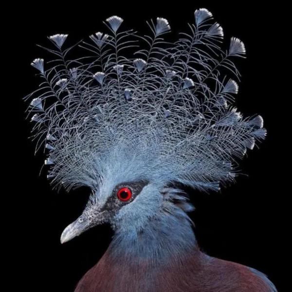 鳥的世界 鳥的天堂