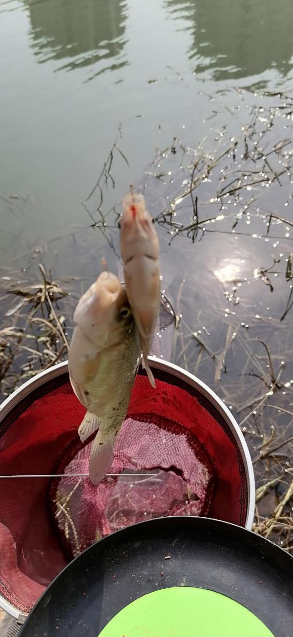 「十週年」用撿來的老壇玉米打窩,野河裡竟然狂連鯽魚爆護了 「十週年」用撿來的老壇玉米打窩,野河裡竟然狂連鯽魚爆護了