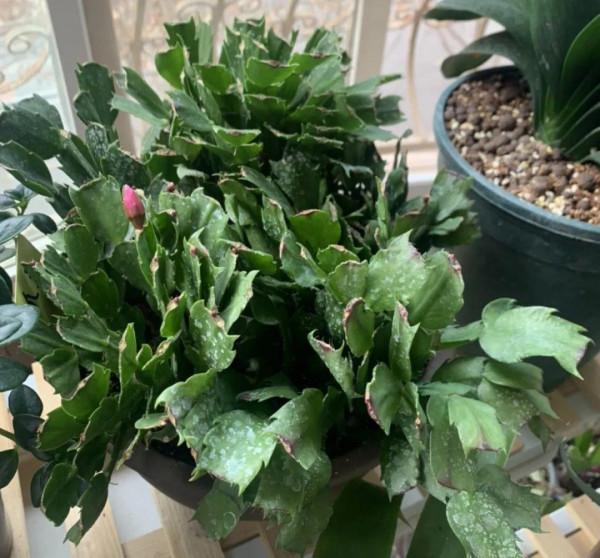 10種花得窮養,盆越小、水越少,越長得旺 10種花得窮養,盆越小、水越少,越長得旺