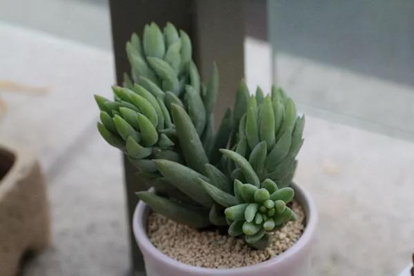 多肉植物 | 多肉個個都是老樁 多肉植物 | 多肉個個都是老樁