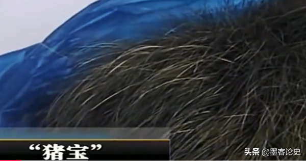 真實故事:江西56歲老農遇怪事,殺豬發現&quot;豬寶&quot;,專家調查揭開真相