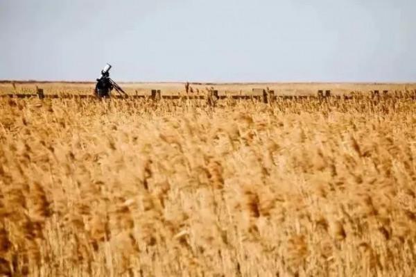 今天，邂逅一場浪漫的崇明“賞葉之旅”