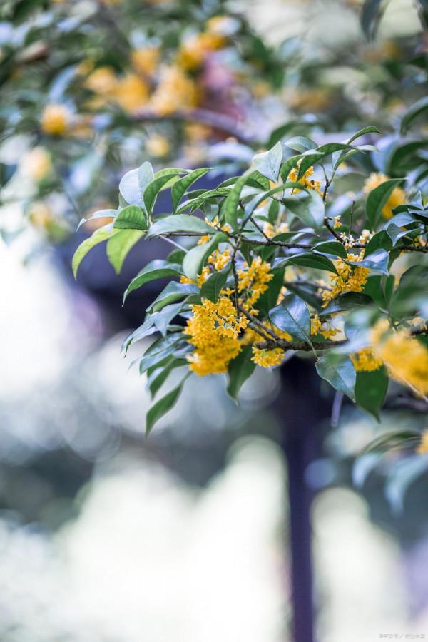 家裡有院子,建議種一些能觀賞的樹,小投入,大收穫,划算 家裡有院子,建議種一些能觀賞的樹,小投入,大收穫,划算