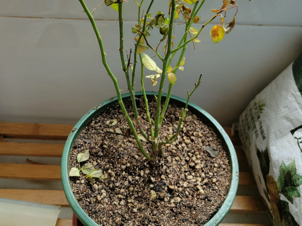 花成了光桿司令，剪一刀撒點藥，很快冒新芽