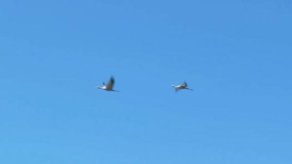 它們來貴州了!比往年早了9天 它們來貴州了!比往年早了9天