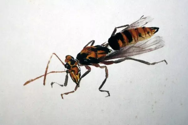 齊白石筆下的飛蟲,精細之極 齊白石筆下的飛蟲,精細之極