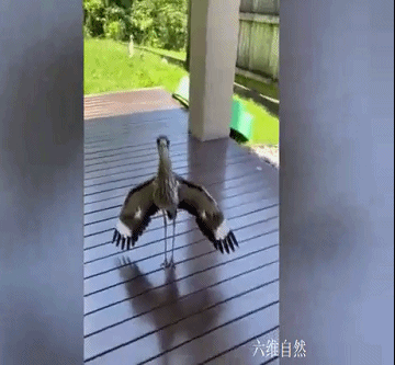 ​澳大利亞一隻鷸鳥張開翅膀,阻止人出門,看了草地有小鷸就明白 ​澳大利亞一隻鷸鳥張開翅膀,阻止人出門,看了草地有小鷸就明白