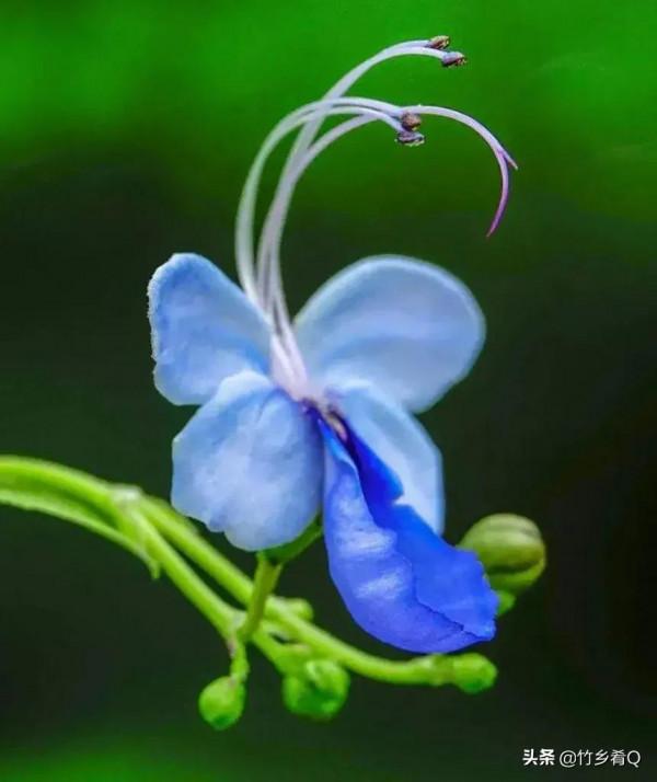 奇形怪狀的漂亮蘭花