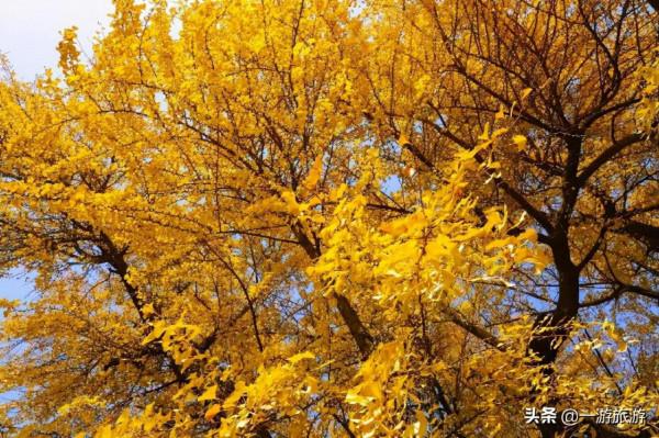 曲阜三大深秋醉美打卡地