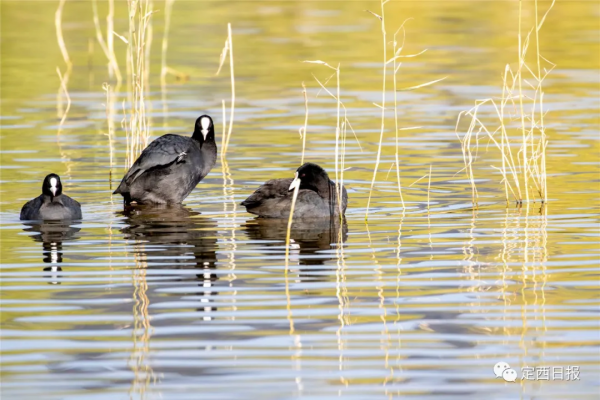 無須遠行！定西湖，人間秋色