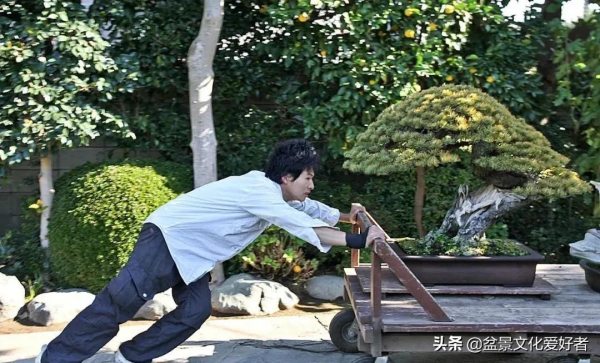 乾貨速看!盆景“十禁”是哪些,你都知道了嗎? 乾貨速看!盆景“十禁”是哪些,你都知道了嗎?