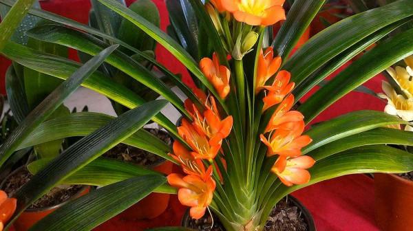 君子蘭長勢差，盆裡倒上&OpenCurlyDoubleQuote;三廢渣&rdquo;，根系有勁，次月湧現&OpenCurlyDoubleQuote;群花&rdquo;