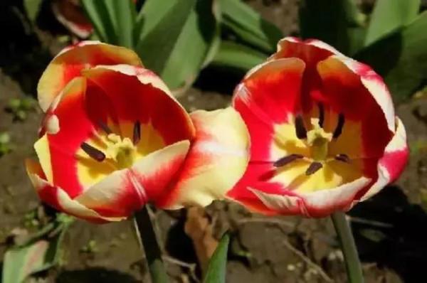 分享：花開並蹄，開得如此燦爛唯美，奇觀美景，令人陶醉