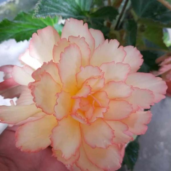 家裡沒有“陽光房”,就養4種,有點光就開花,秋冬也不例外 家裡沒有“陽光房”,就養4種,有點光就開花,秋冬也不例外