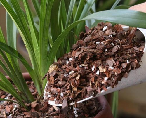 秋天到了，滿地都是寶貝“松樹皮”，養花有奇效