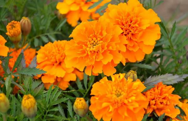 100種常見花卉的播種栽培大全,送給愛養花的你 100種常見花卉的播種栽培大全,送給愛養花的你