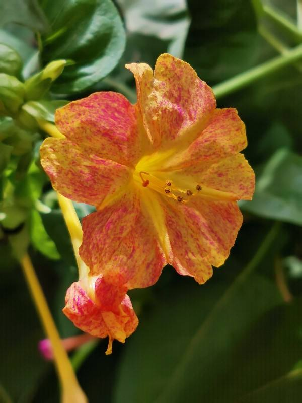 秋天常見的60種花，最全花卉圖譜，收藏起來慢慢看