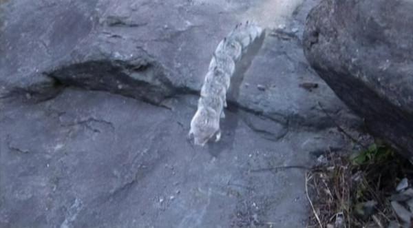 盤點金庸筆下的十大神獸,結果也許出乎你的意料 盤點金庸筆下的十大神獸,結果也許出乎你的意料