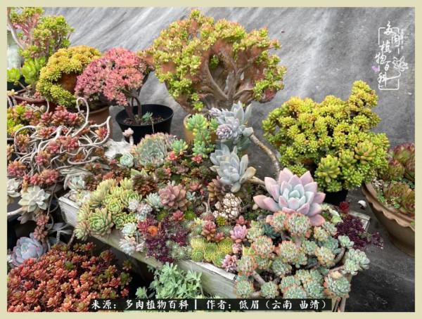 正是花好月圓時，再訪楊姐的屋頂花園