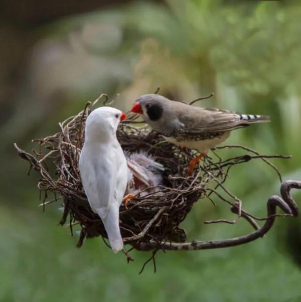 60多張雙比翼鳥圖欣賞