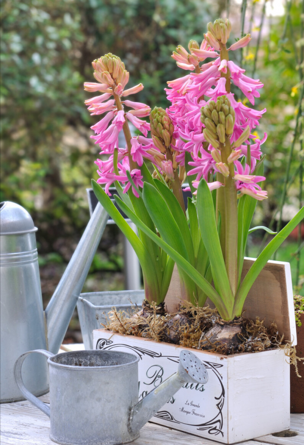 冬季養花“七忌”，簡單實用，安全過冬