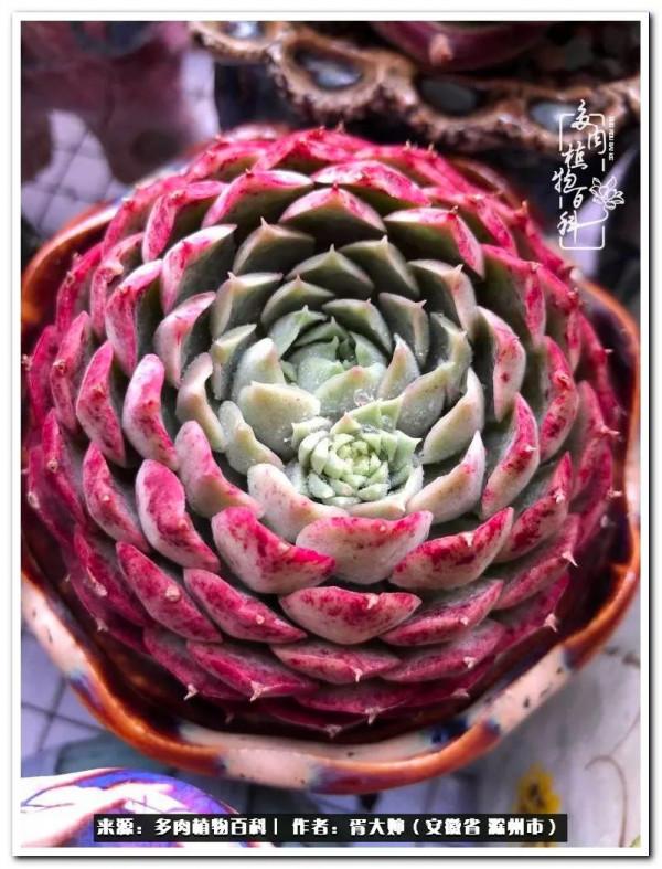 因多肉遇見滿滿的愛和美好，有多肉相伴，歲月生香