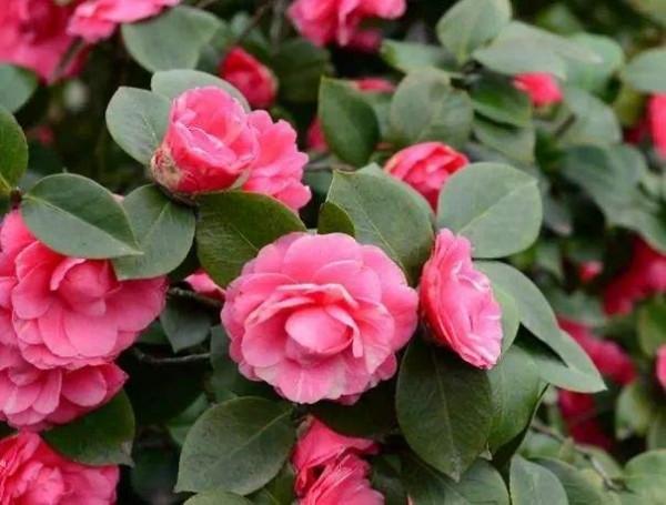 天冷就養“3種花”，耐寒好養，花兒朵朵開，又美又嬌豔