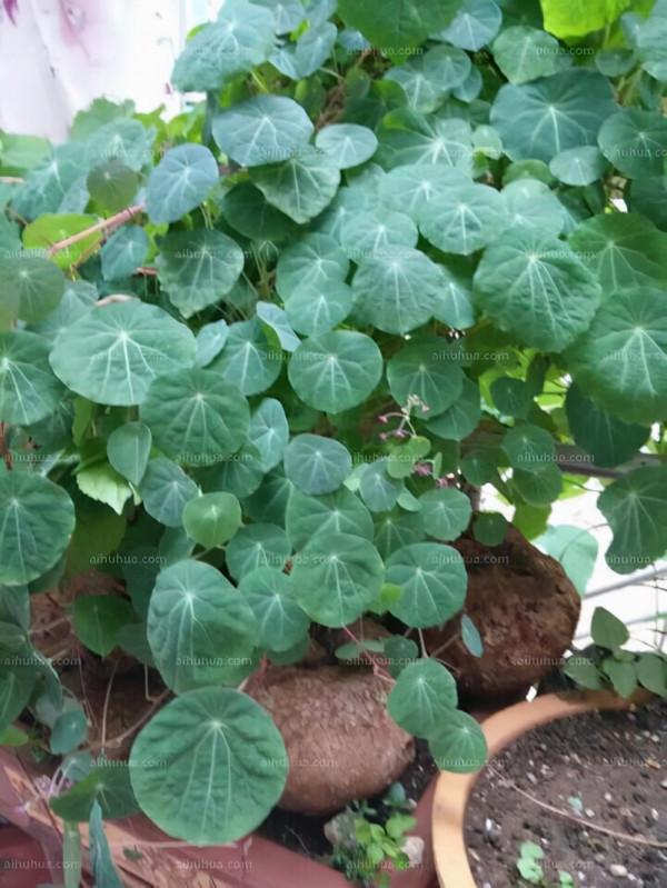 家裡面想打造成植物牆的話，可以在家裡養山烏龜這種植物