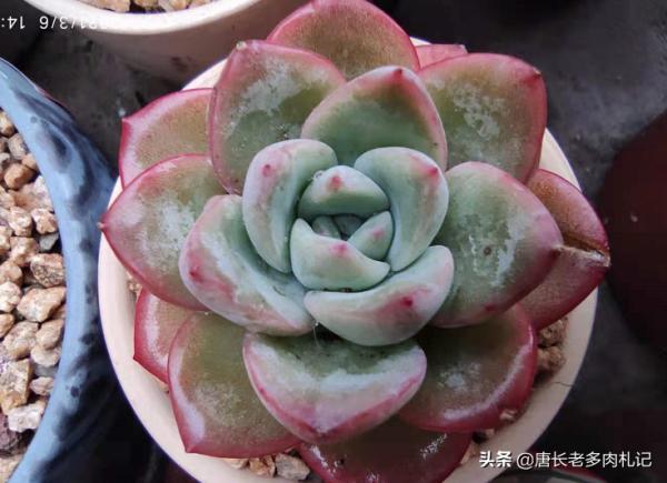 轟動、泡芙和阿瑪貝利，買3次的肉友不少吧？其實它是同一種多肉