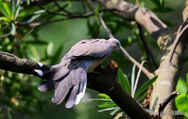 靠一隻腳生活著的珠頸斑鳩 靠一隻腳生活著的珠頸斑鳩