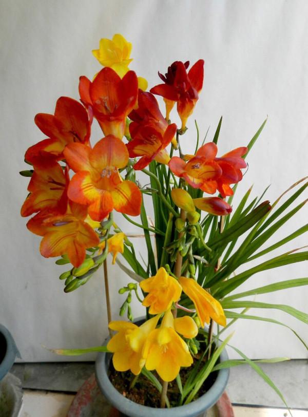 4種“漂亮花”，開花香氣大，家裡養一盆，再也不用噴香水