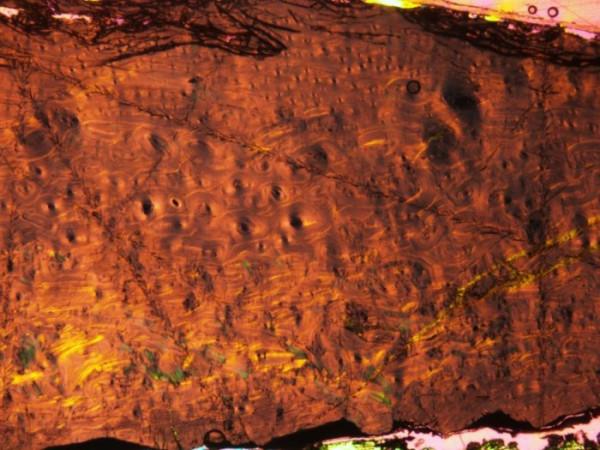 義大利令人難以置信的恐龍寶庫改寫了歷史、地理和進化史