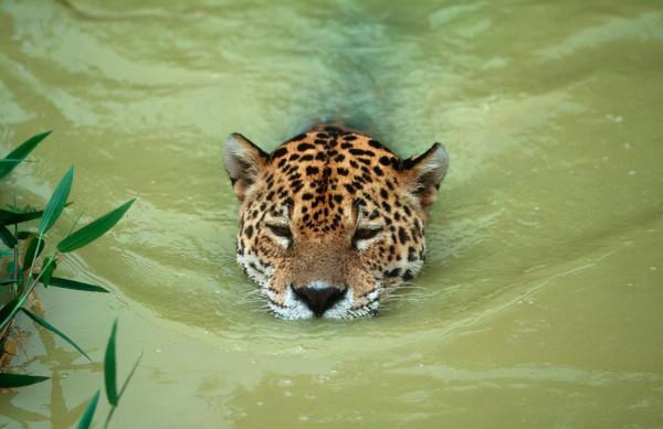 自然科普：名字裡帶個&OpenCurlyDoubleQuote;虎&rdquo;字，卻跟老虎完全沒關係的動物們